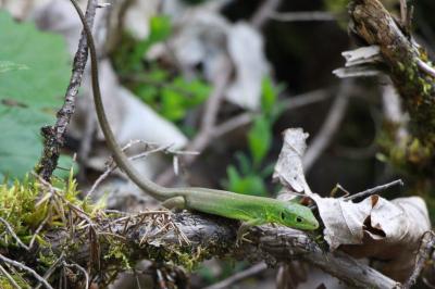 Lacerta bilineata