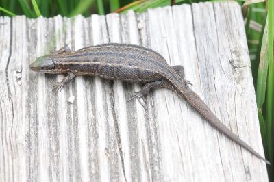 Zootoca vivipara