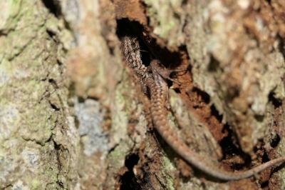 Podarcis muralis