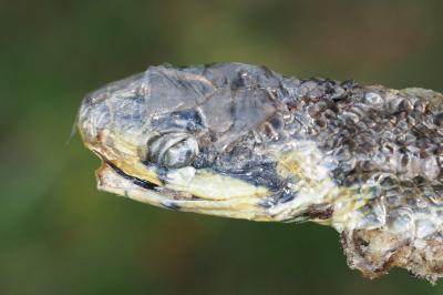 Zamenis longissimus