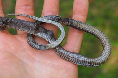 Zamenis longissimus