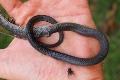 Zamenis longissimus