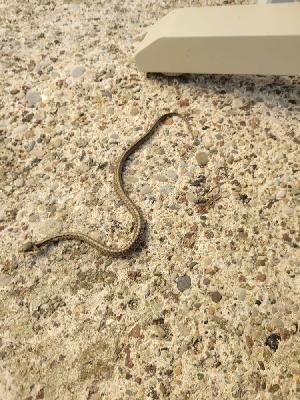 Zamenis longissimus