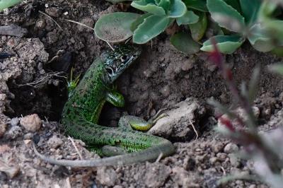 Lacerta bilineata