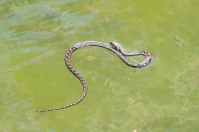 Natrix maura