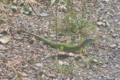 Lacerta bilineata