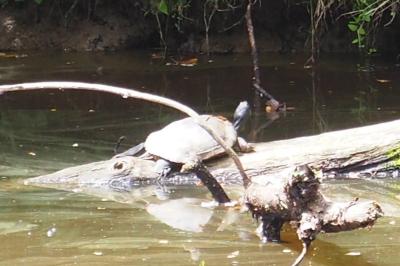 Trachemys scripta