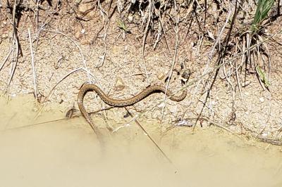 Natrix helvetica