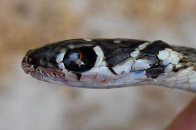 reptiles1788939426
