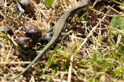 Podarcis muralis