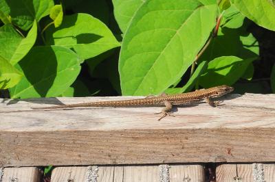 Podarcis muralis