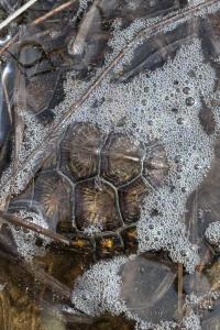 Emys orbicularis