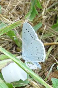 Celastrina argiolus