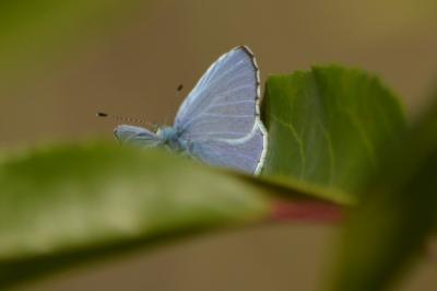 Celastrina argiolus
