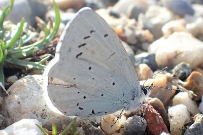 Celastrina argiolus