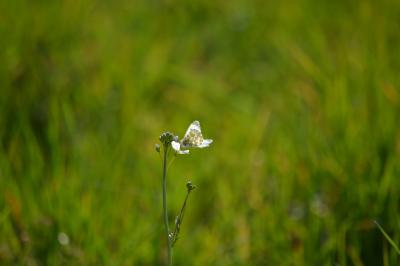 Anthocharis cardamines