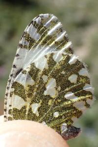 Euchloe crameri