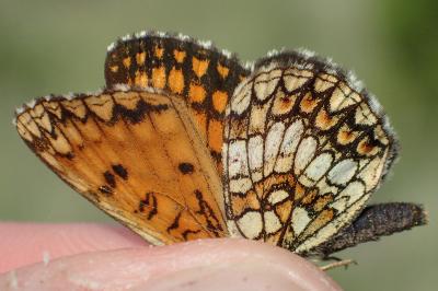 Melitaea celadussa
