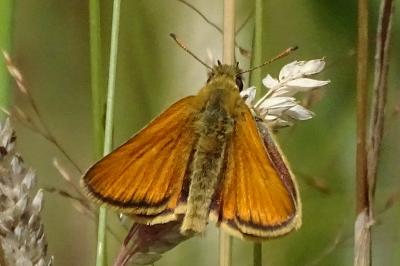 Thymelicus sylvestris