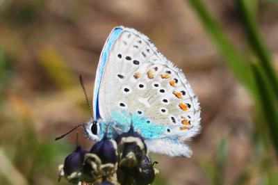 Lysandra bellargus