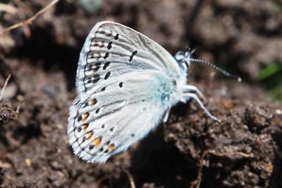 Polyommatus amandus