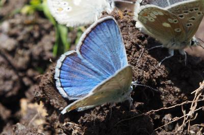Polyommatus amandus