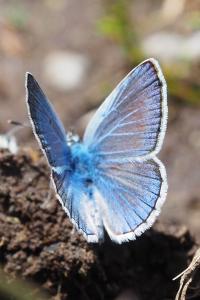 Polyommatus amandus