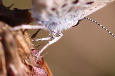 Plebejus argus