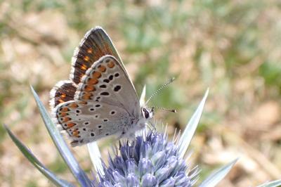 Aricia agestis