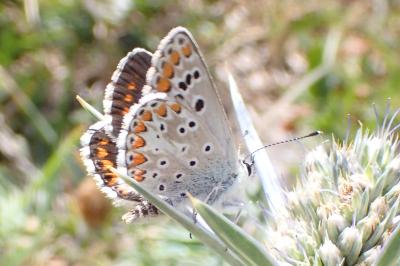 Aricia agestis