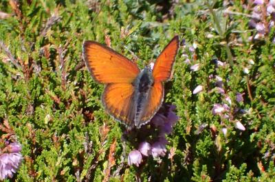 Lycaena hippothoe