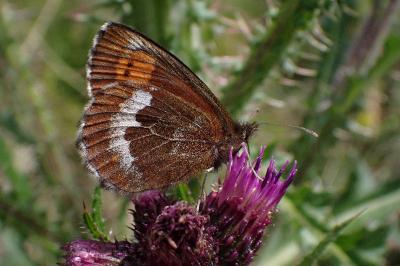 Erebia euryale