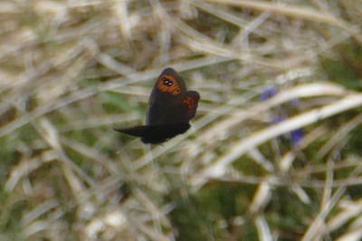 Erebia triarius