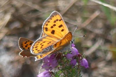 Lycaena alciphron alciphron