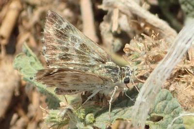 Muschampia baeticus