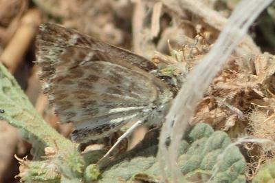 Muschampia baeticus