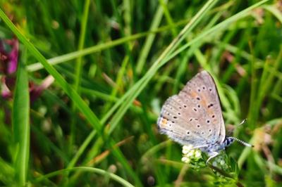 Lycaena hippothoe