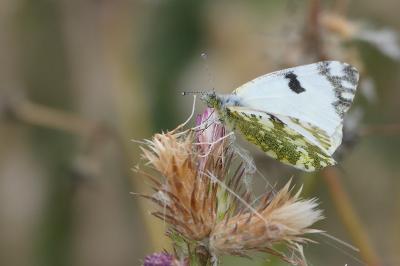 Euchloe crameri