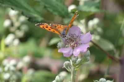 Lycaena alciphron alciphron