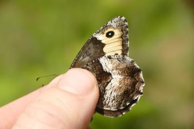 Hipparchia alcyone