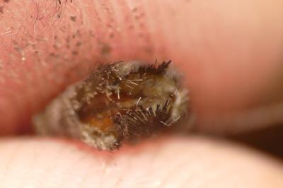Hipparchia alcyone