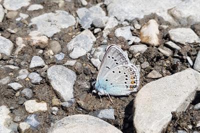 Polyommatus amandus