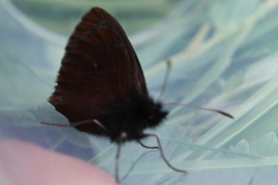 Erebia euryale