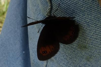 Erebia oeme