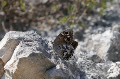 Hipparchia fidia