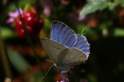 Celastrina argiolus