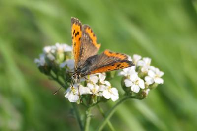 Lycaena phlaeas