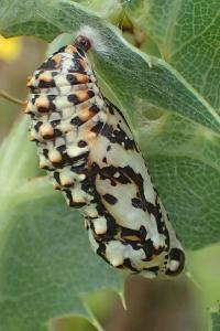 Melitaea didyma