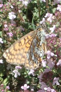 Melitaea cinxia