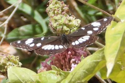 Limenitis reducta